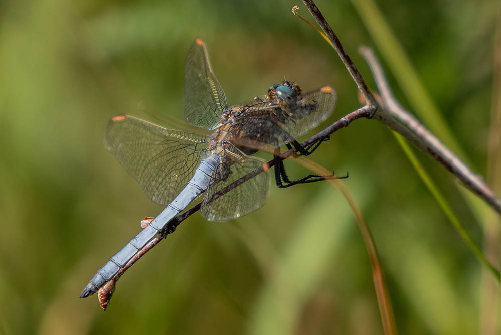Keeled Skimmer on the Moss